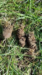 Close up of core aeration plugs.