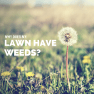 Weeds